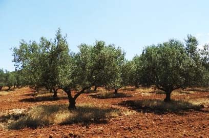 Une oliveraie du Sahel sur sa terre rouge